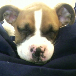 Big Ears