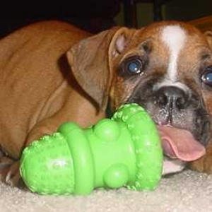 First peanut butter kong