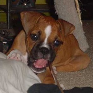 Chewing on a stick