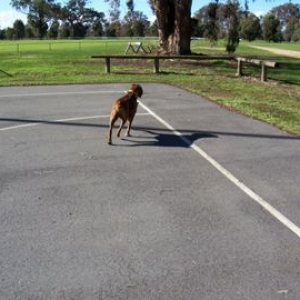 Netball,anyone?