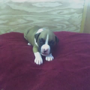 4 weeks