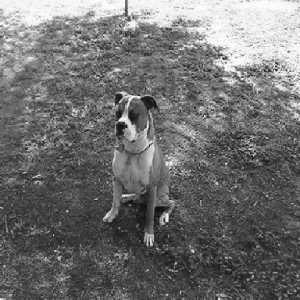 Gomez in the shade