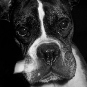 boxer face