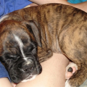 Gimli