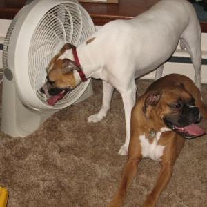 Cooling Off