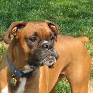 Samson