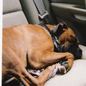 The Car Ride Home