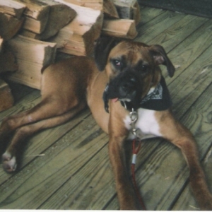 Watching over the Wood Pile