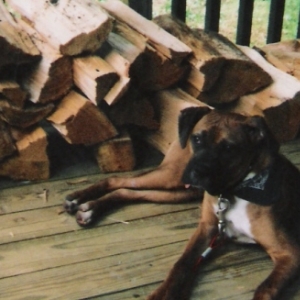 Chief watches the Wood pile
