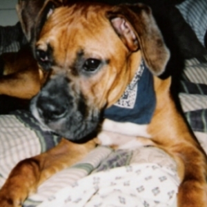 Chief in His Bandana