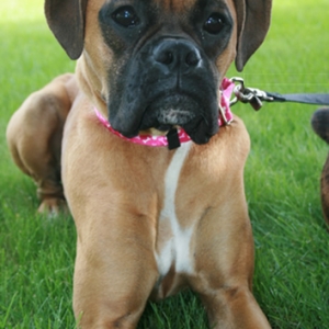 Mia Bear