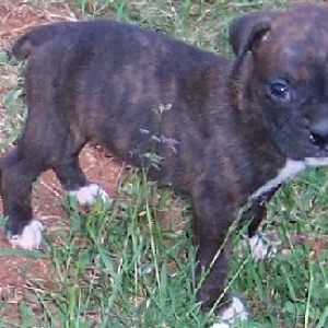 Our new Baby Girl "Leyna Von Unz"