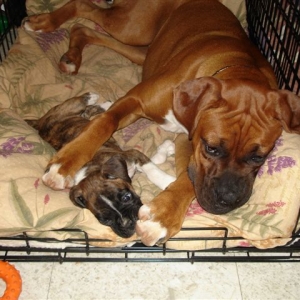 Elvis & Arwen sharing nap space