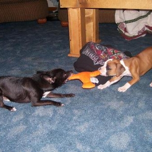 wrestle