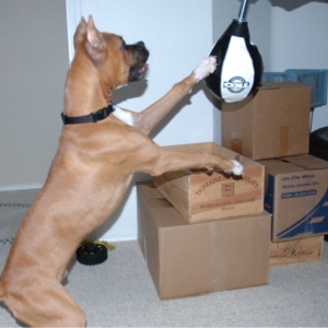 boxingboxer