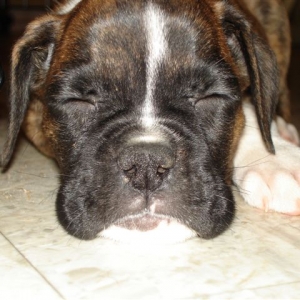 Our new mushy faced baby