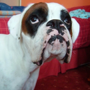 Luka 16 months