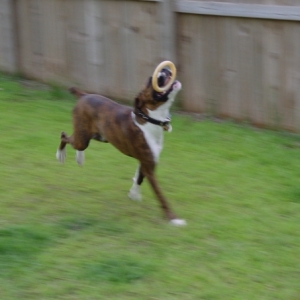 Playing fetch