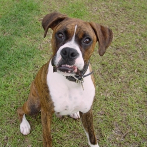 Hi, I'm Brutus from Georgia