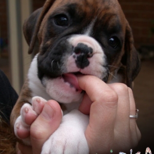 Mirka, 6 weeks old