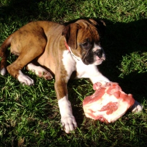 Mirks'a first bone!