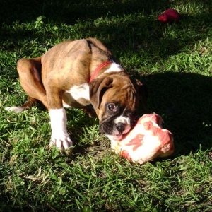 Mirka's first bone...