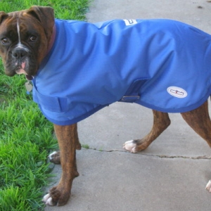 Koda's new coat