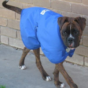 Koda's new coat 2
