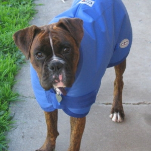 Koda's new coat 3