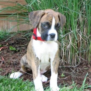 Asher - A "flashy brindle" pup