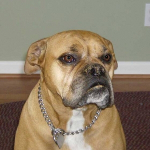 Innocent Creek Dog