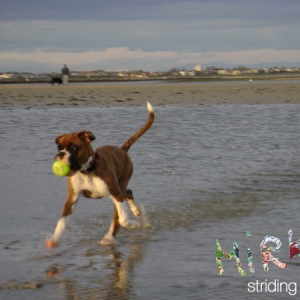 Mirka, striding out at the beach (15 weeks)