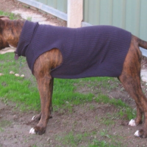 Koda wearing her $1 jumper
