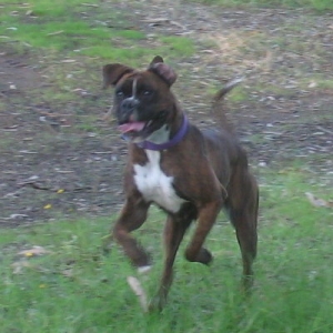 Happy Koda