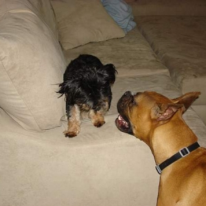 bwmaxandsadie