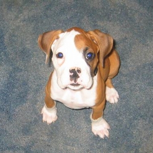 Sit! Good boy, Kujo!