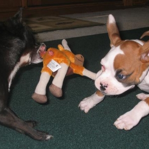 Their fave game! Tug-0-war!