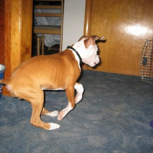 the famous boxer gallop!