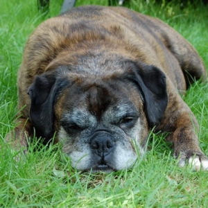 Sophie in the Grass