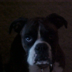 Tigger