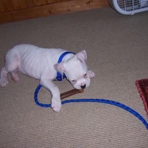 New puppy!