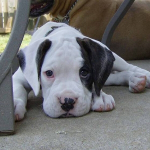 Sweet Face
