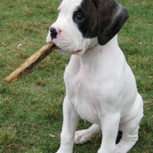 Caney with stick