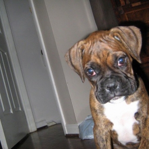 Porter, 10 weeks.
