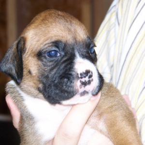 ruby 3 weeks