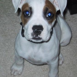 Lola at 10 wks