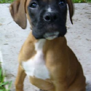 Rajah3