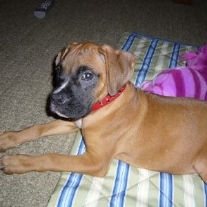 Is Rajah mixed or purebred?
