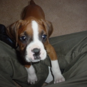 Zeke 8.5 weeks