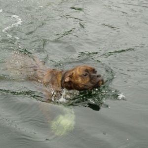 He's a swimmer!